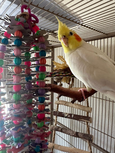 Color Stack Puzzle Bead Bird Hanging Pet Chew Toy